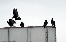 Truthahngeier (9 von 14).jpg